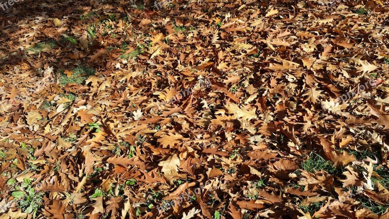 Nature Autumn Dried Leaves Free Photos