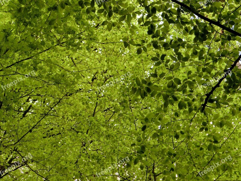 Canopy Deciduous Trees Leaves Nature Green