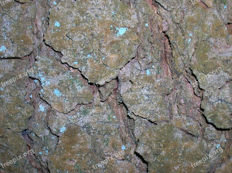 Tree Bark Closeup Cracks Free Photos