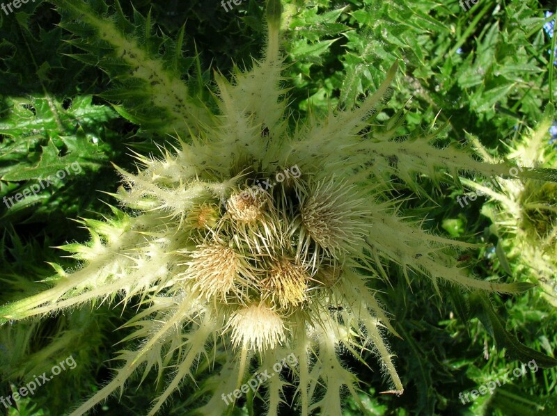 Thistle Flower Prickly Free Photos