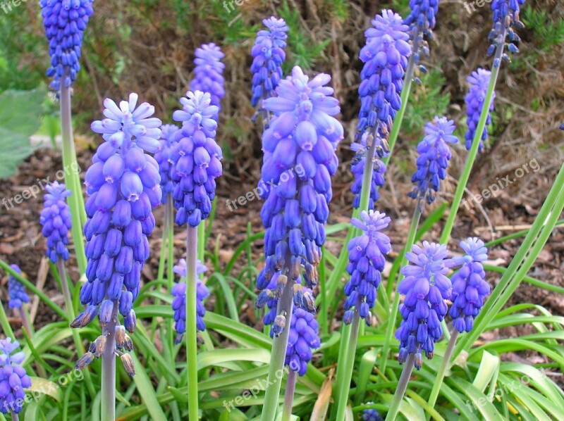 Muscari Flower Violet Common Grape Hyacinth Free Photos