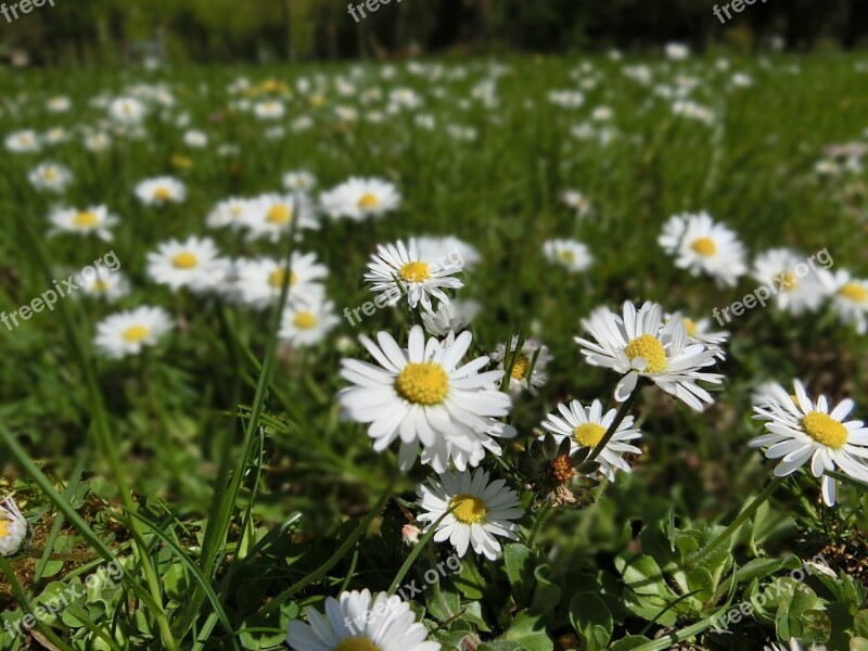 Daisy Flowers Meadow Free Photos