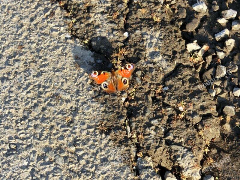 Peacock Butterfly Nature Insect Summer