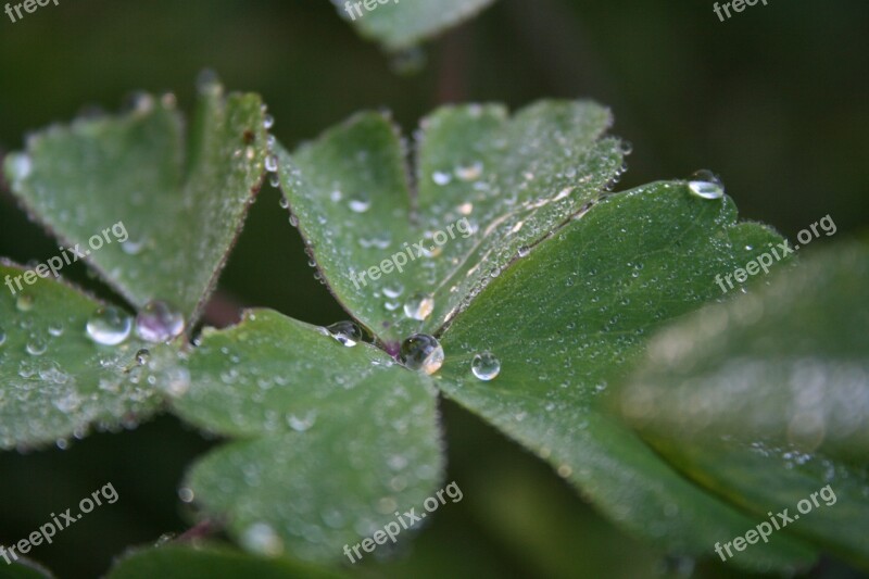 Dewdrop Leaf Plant Dew Close Up