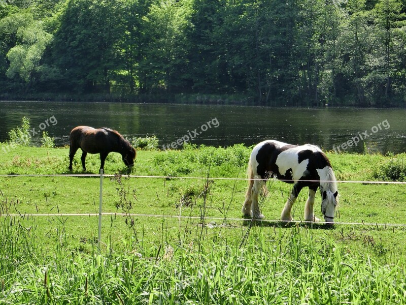 Horses Paddock Coupling Animal Nature