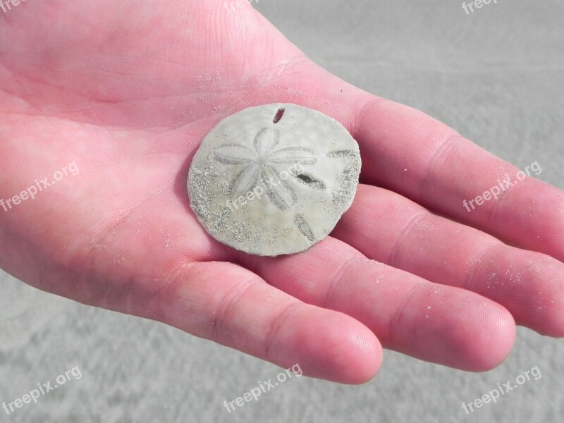 Sand Dollar Beach Sand Dollar Ocean