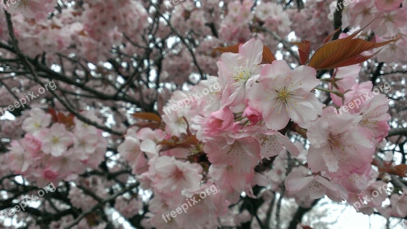 Cherry Blossoms Spring Wild Cherry Free Photos