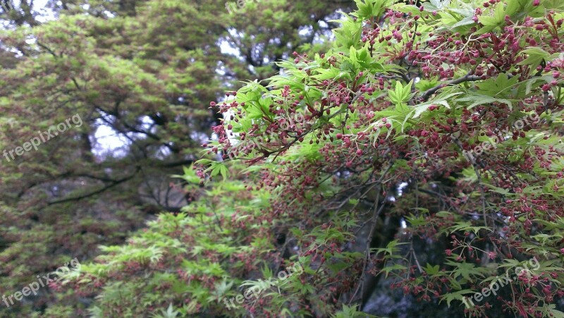 Shinjuku Gyoen Spring Momiji Free Photos