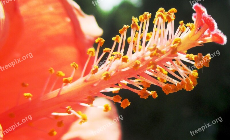 Hibiscus Blossom Bloom Pistil Close Up