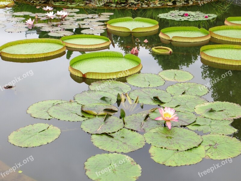 Lily Pads Pond Water Lily Lotus Nature