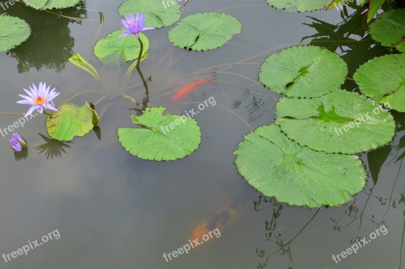 Water Lily Pond Lotus Nature Plant