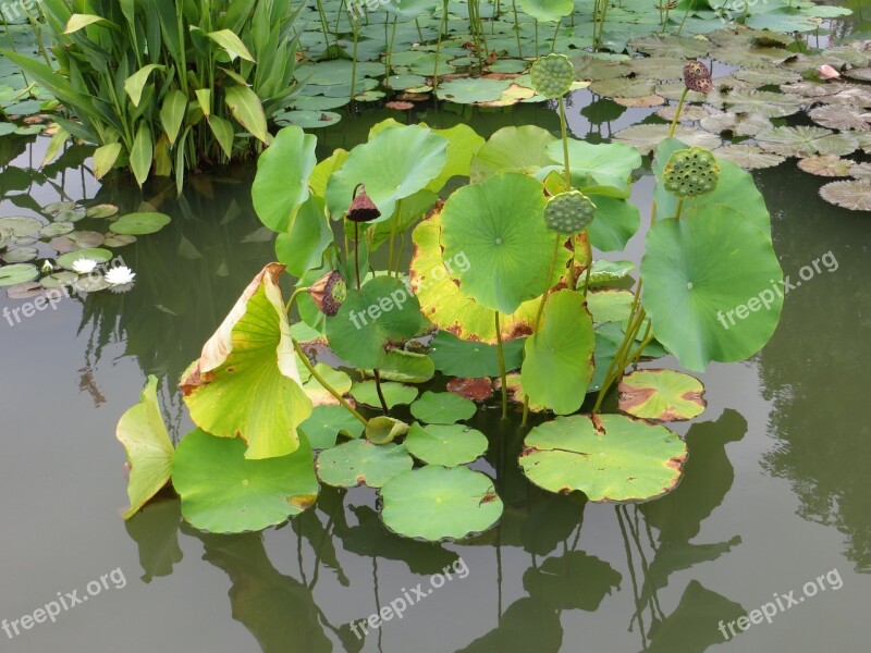 Water Lily Lotus Nature Pond Plant