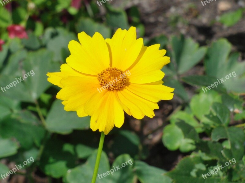 Flower Blossom Bloom Yellow Plant