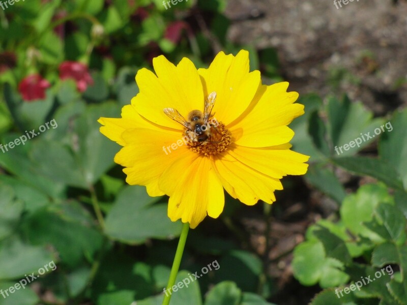 Flower Blossom Bloom Yellow Plant