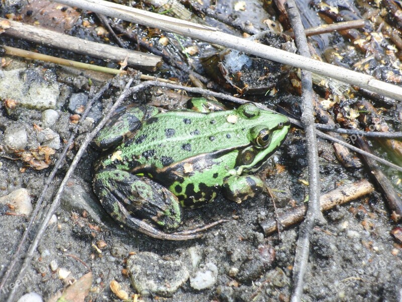 Frog Creature Animal Animal World Nature