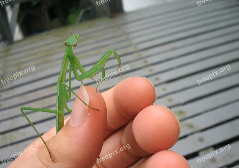 Mantis Bug Insect Green Hand