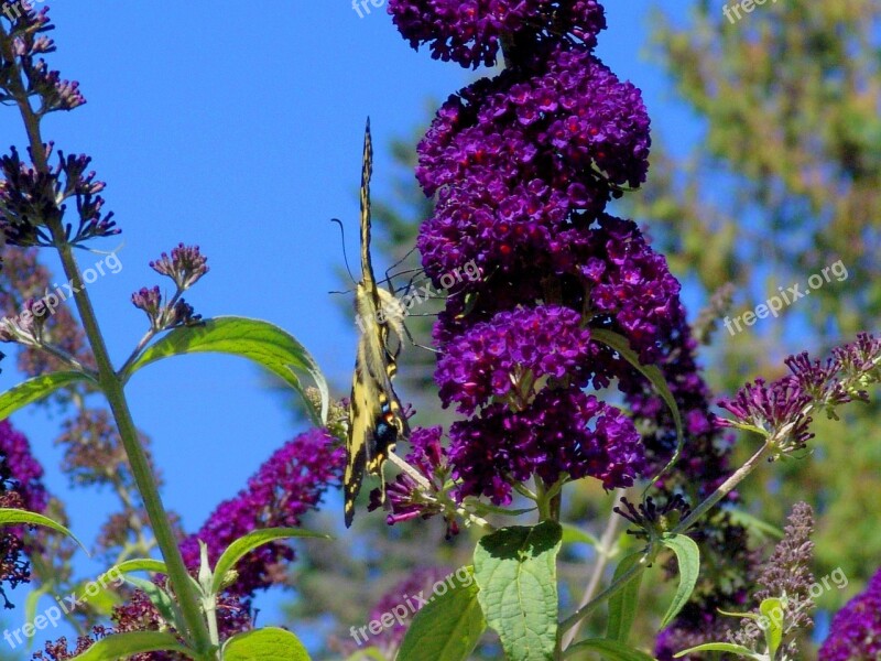 Butterfly Nature Summertime Butterfly Bush Flowers