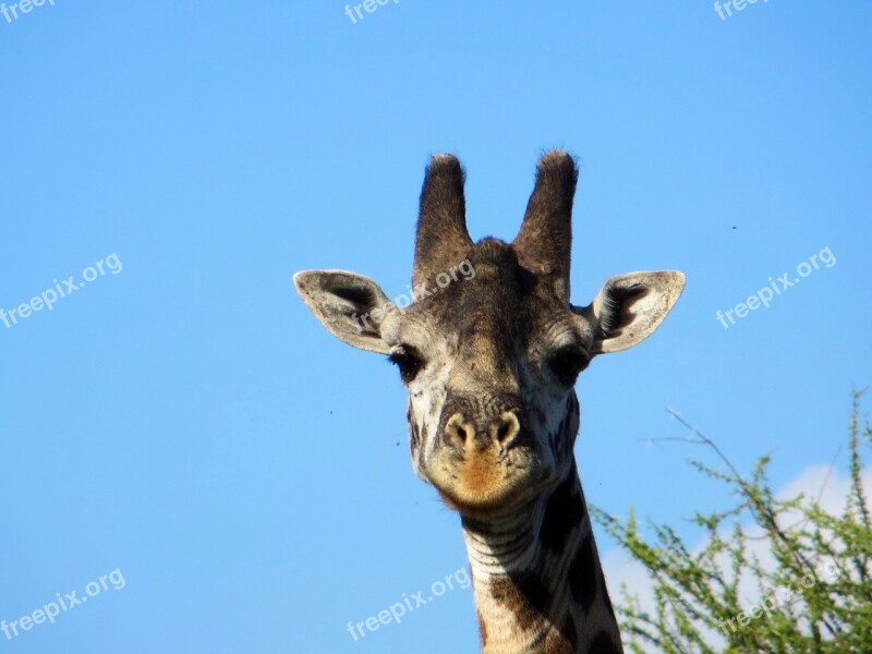 Giraffe Safari Africa Free Photos