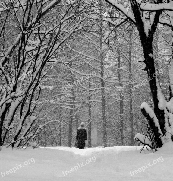 Snow Trees Branch Cold Forest