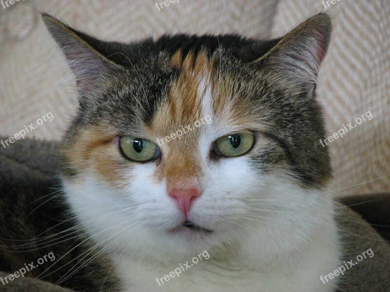 Cat Animal Portrait Domestic Cat Lucky Cat Mieze