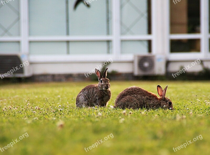 Rabbit Wild Rabbit Mammal Grass Cute