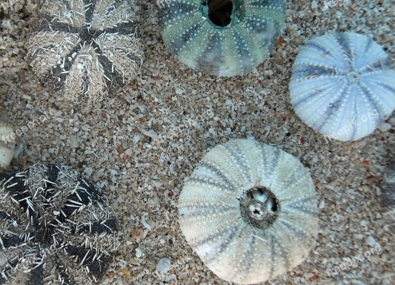 Sea Urchins Marine Life Meeresbewohner Free Photos