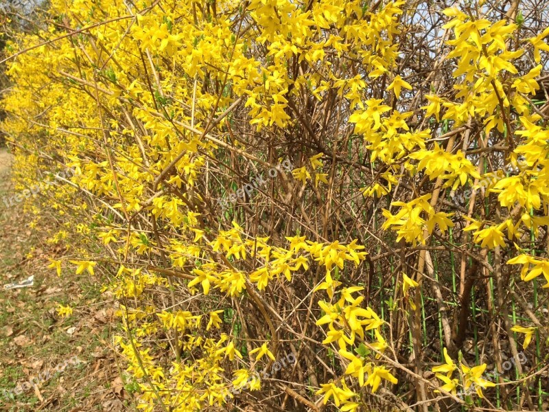 Forsythia Side Forsythia Tree Free Photos