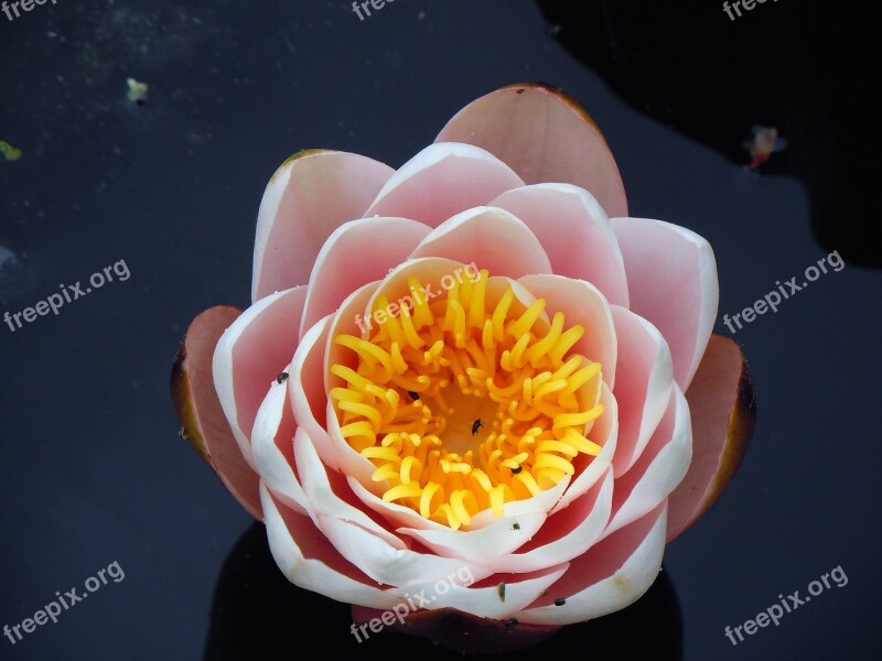 Water Lily Nuphar Lutea Flowers Blossom Bloom