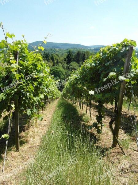 Vineyard Vines Wine Hill Odenwald