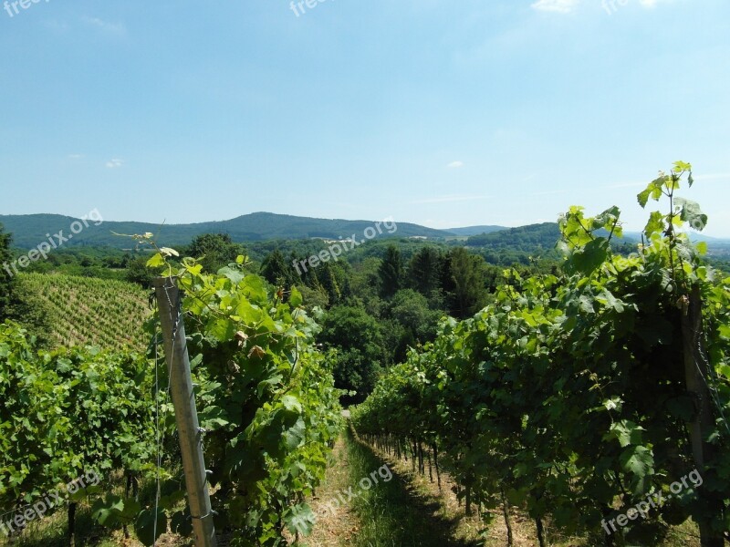 Vineyard Odenwald Wine Summer Free Photos