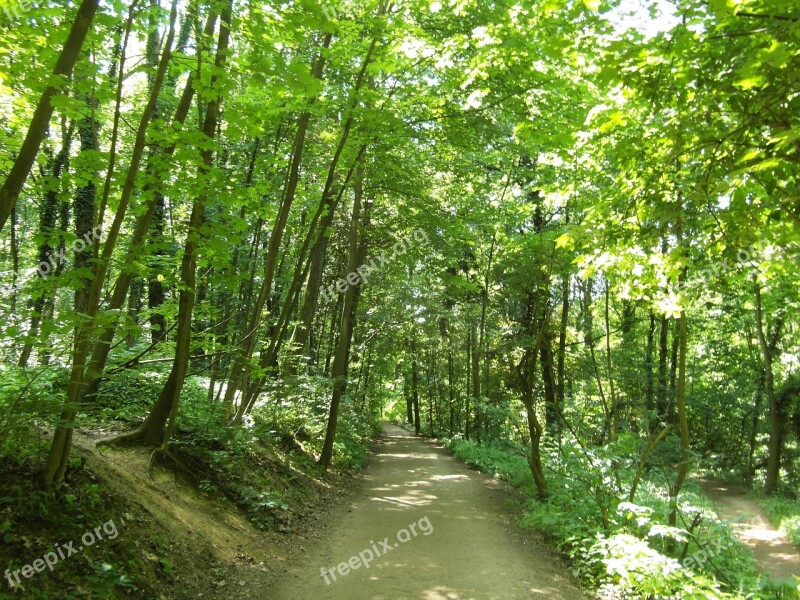 Odenwald Forest Path Trail Summer Hiking