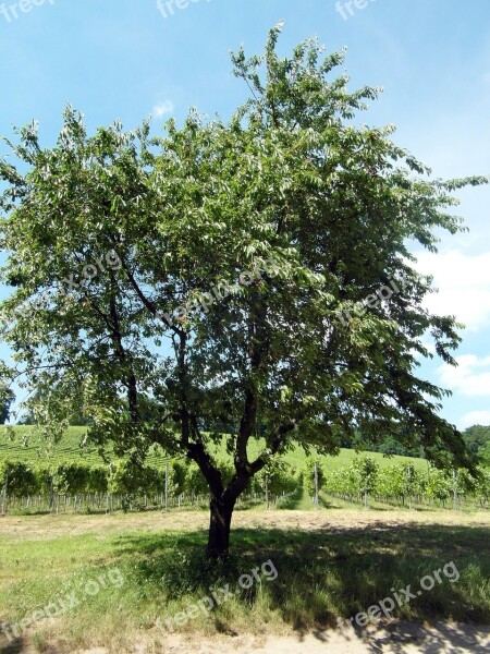 Odenwald Cherry Tree Fruit Fruit Tree Wine