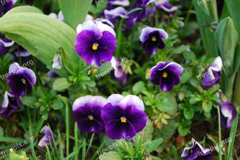 Pansy Flowers Nature Plants Flower