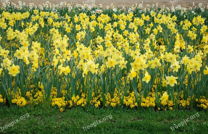 Daffodil Flowers Nature Plants Flower