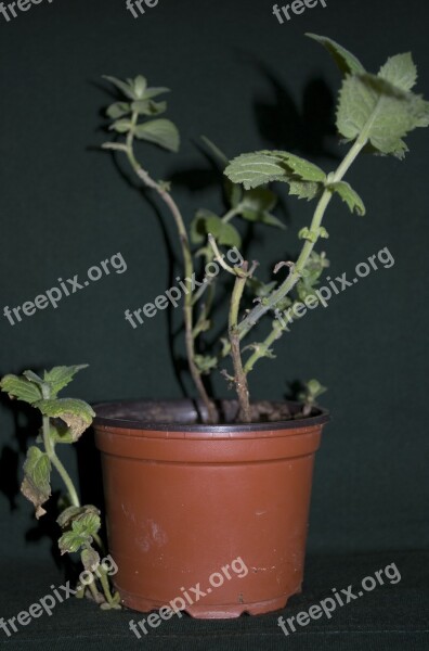 Mint Herbs Flowerpot Plants Free Photos