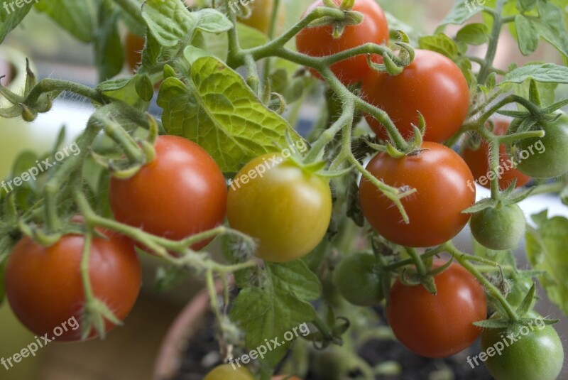 Tomato Plant Nature Green Red