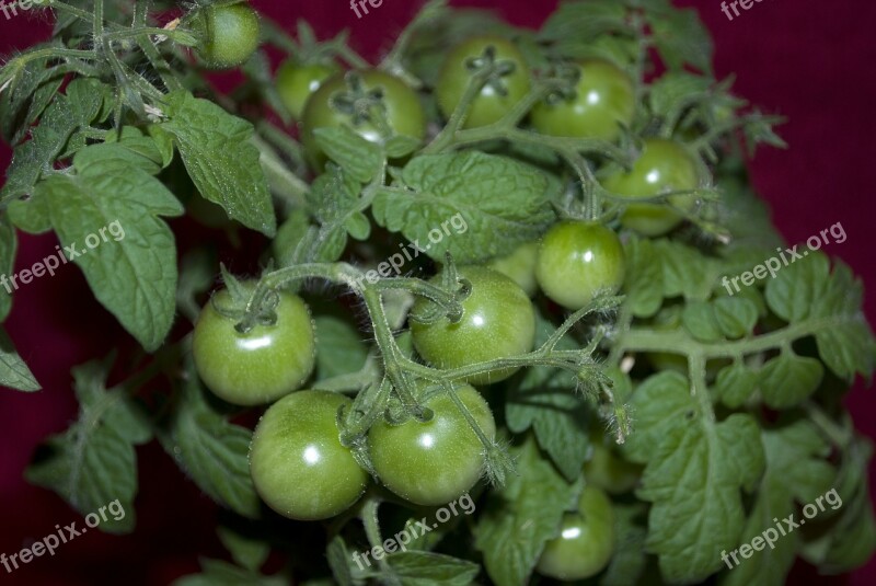 Tomato Plant Nature Green Vegetables