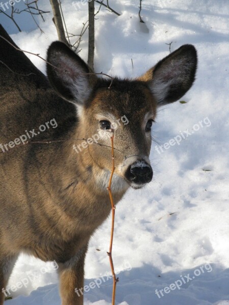 Roe Deer Animal Winter Wild