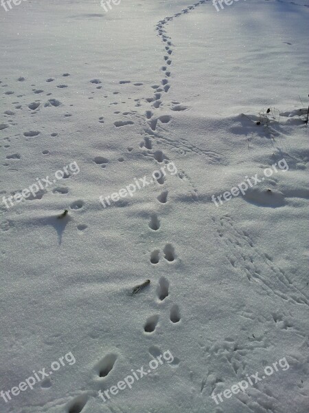 Snow Lane Tracks In The Snow Winter Footprints Animal Tracks