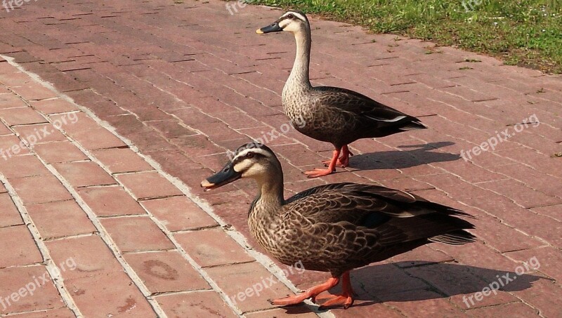 Spot-billed Duck Animal Parent Child Free Photos