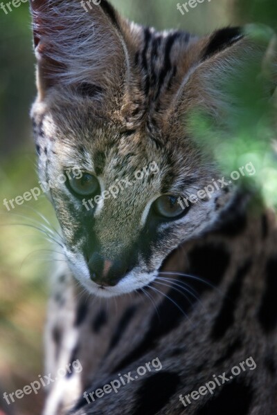 Cerval Animal Wildlife African Carnivore