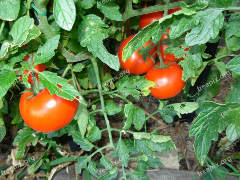 Tomatoes Vegetables Red Plant Fruit