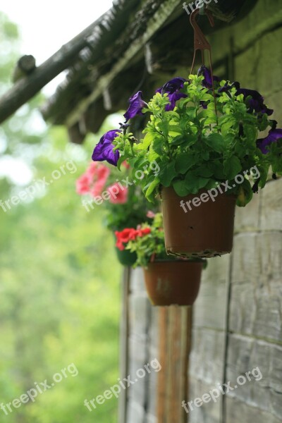 Flower Pot Potted Plant Flowers Hanging Outdoors