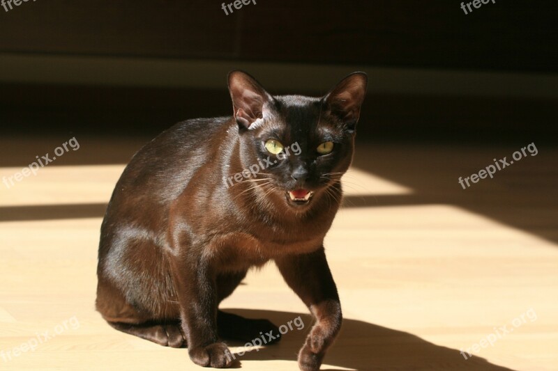 Cat Black Feline Animal Pet