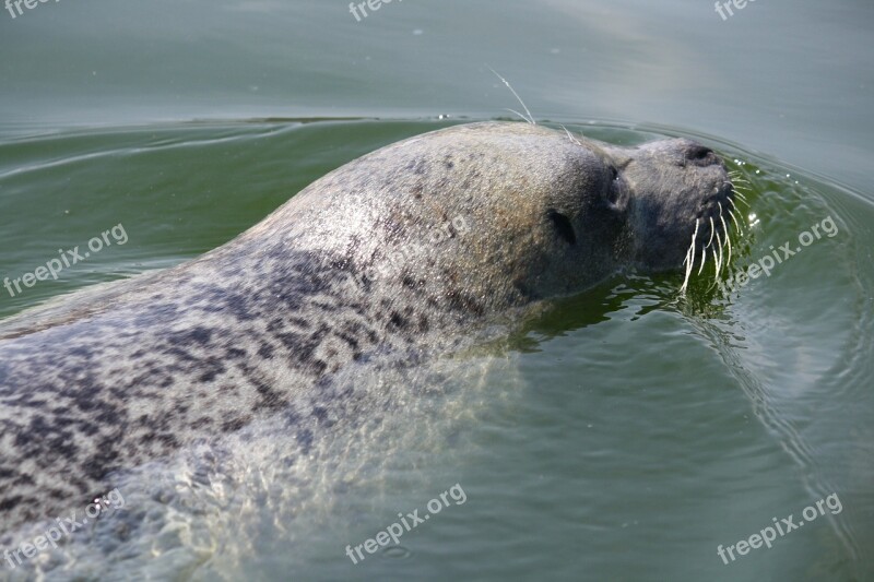 Seal Water Zeehondencreche Free Photos