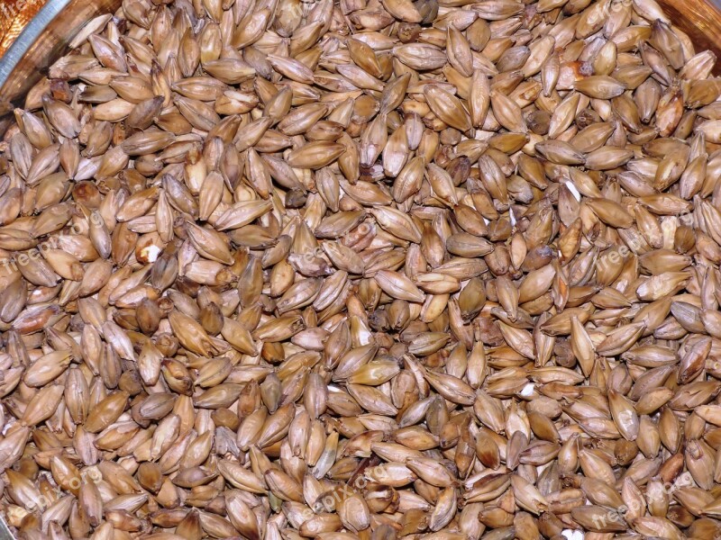 The Malt Wheat Malt Barley Malt Grains Grain