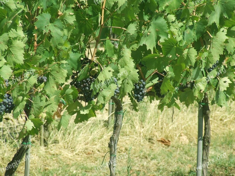 Grapes Vineyard Nature Free Photos