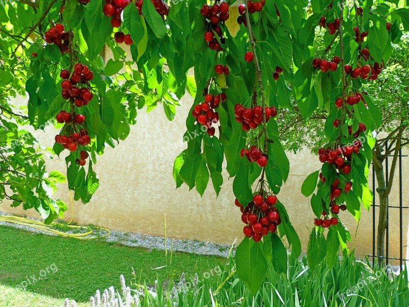 Fruit Fruit Tree Cherries Branches Leaves