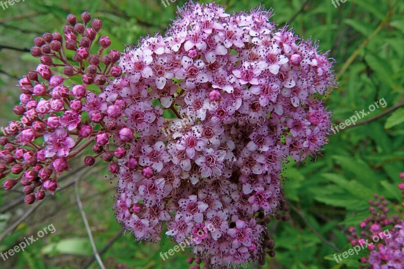 Flowers Nature Macro Garden Flowering