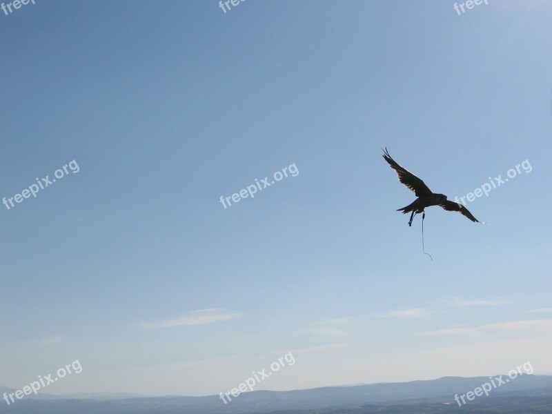 Hawk Sky Fly Free Photos